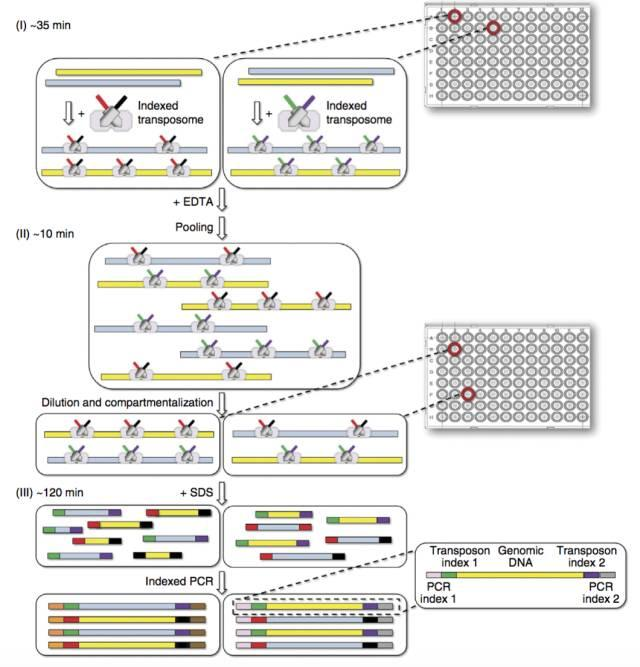 不使用微流控如何實現高通量測序單細胞基因組？
